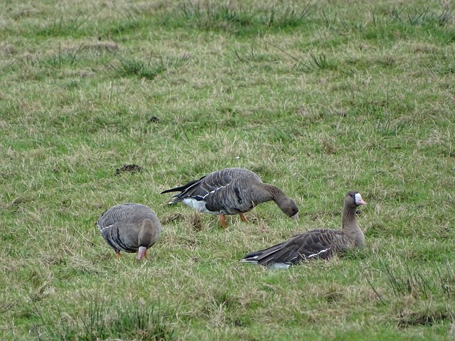 马德里阵中 马德里阵中