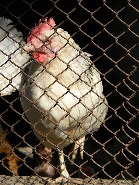 这或许是拜 这或许是拜